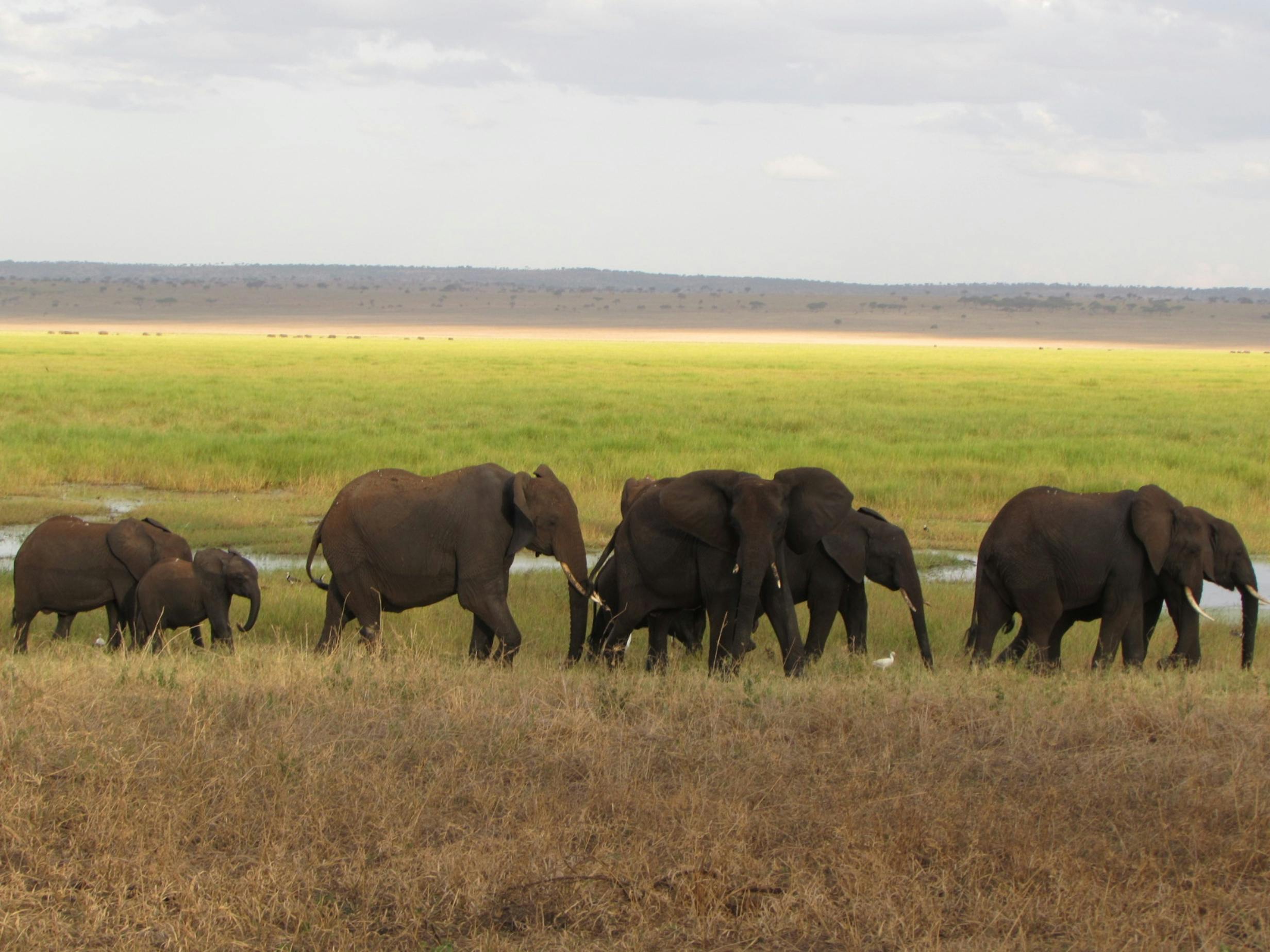 A family of elephants walking across the savanna with a scenic grassland backdrop.