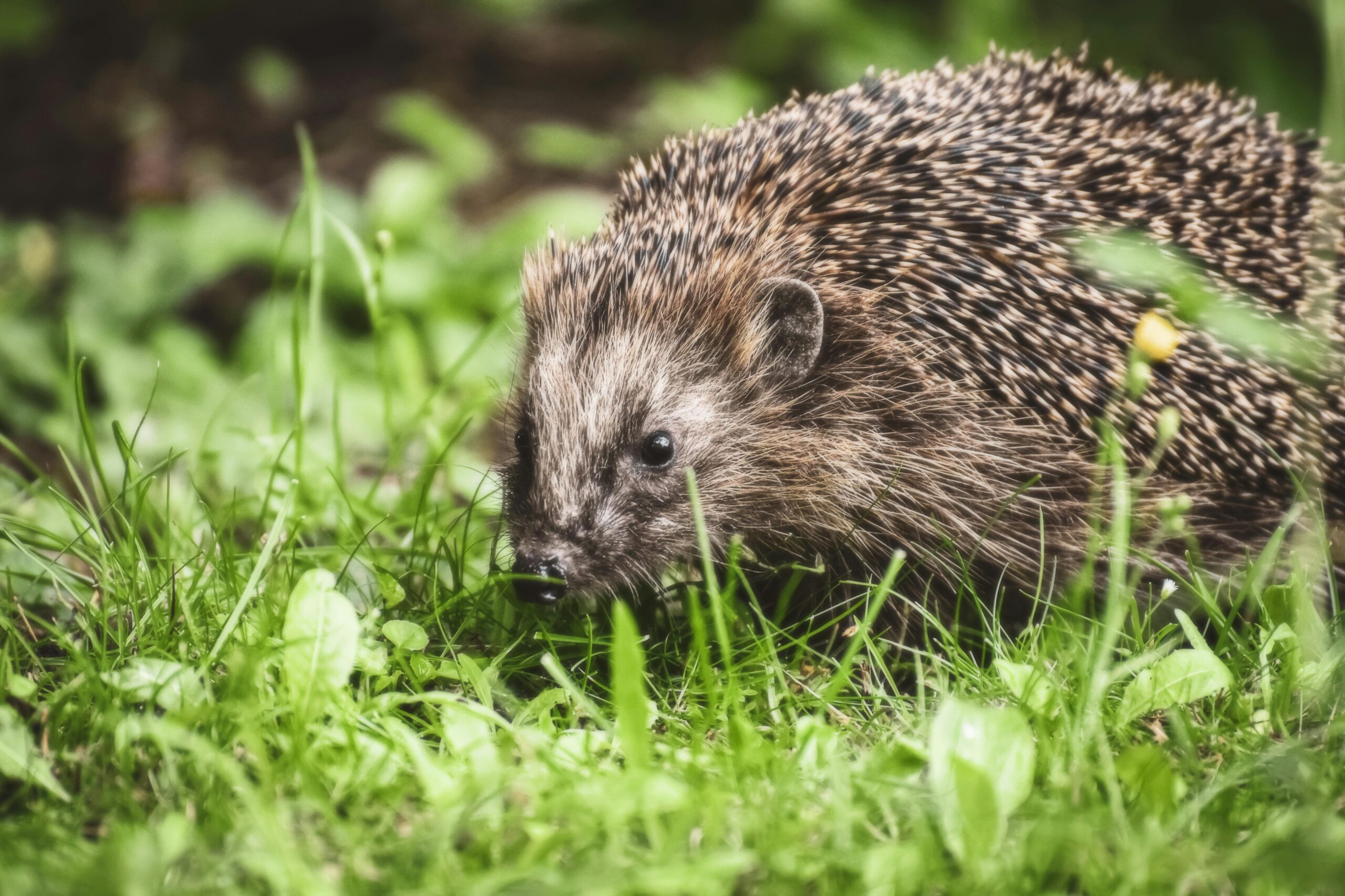 A hedgehog foraging in grass, showcasing its spiny back in a natural setting.