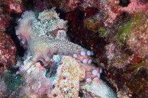 Detailed shot of octopus camouflaging in coral reef, showcasing tentacles and texture.