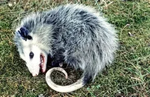 Virginia opossum pretending to be dead to avoid predators