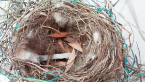 Bird nest lined with feathers to keep eggs warm
