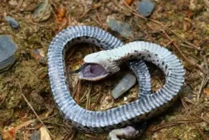 Eastern hognose snake playing dead as a defense mechanism