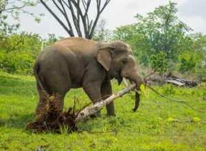 Elephant using its trunk for lifting