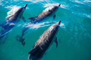 Group of dolphins swimming together