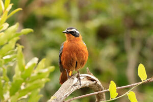 Bird choosing a safe place in a tree to build its nest