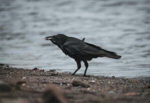 crow trying to drop stone in water