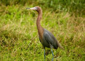 Bird collecting twigs and grass to build its nest