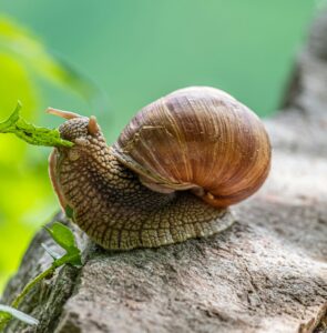 snail eating a leaf