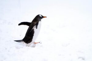 Close-up of a penguin waddling while walking on snow