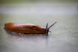Detailed image of a brown land slug moving on a wet surface in Stuttgart, Germany.