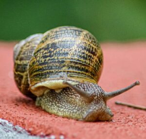 garden snail hiding inside its shell