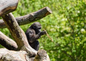 A young chimpanzee engaging with a twig to catch insects