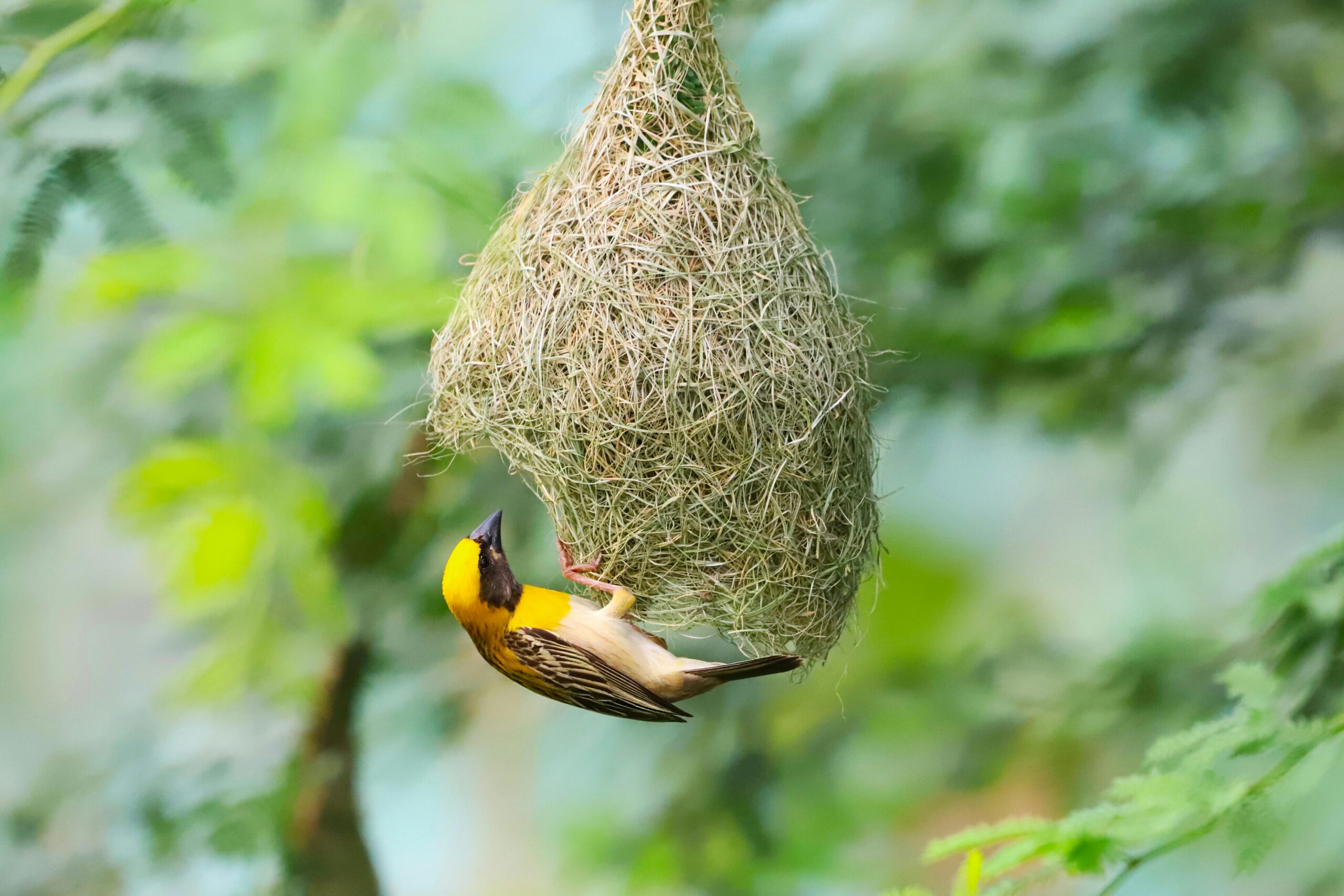 A vibrant yellow weaver bird carefully constructing its intricate nest in the lush greenery.