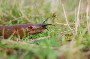slug on moit garden.
