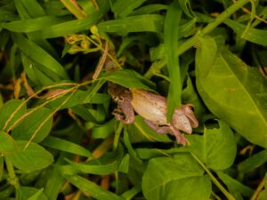 Frog using thanatosis as a survival strategy
