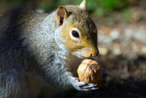 Close-up of a gray squirrel holding a nut outdoors in a natural setting.