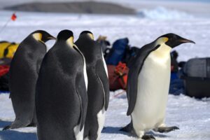 Group of emperor penguins standing on Antarctic ice.