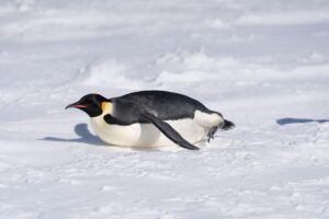 Penguin sliding on ice using tobogganing to move faster