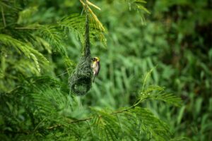 Woven nest built by a weaver bird hanging from a tree