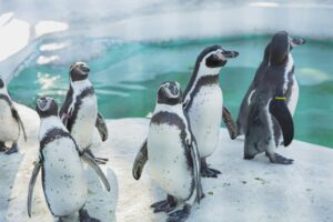 Group of Penguin waddling together across snowy ice