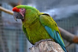 close up shot of striking green and red plumage in an outdoor setting.
