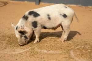A cute spotted piglet grazing by smelling the land of a farm
