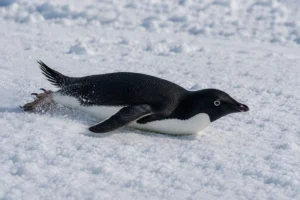 Penguin sliding on its belly across ice