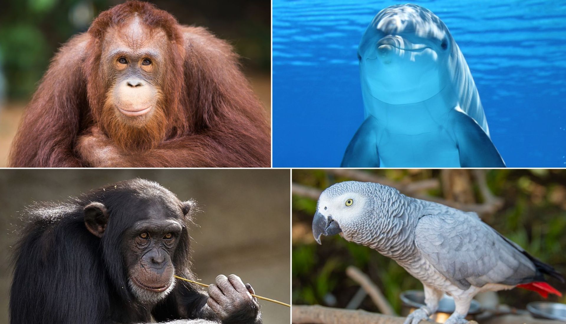 collage of smartest animals in the world