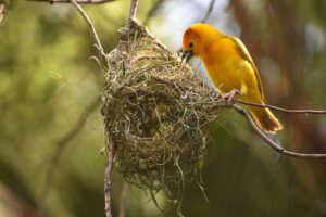 Bird building a nest using twigs and natural materials