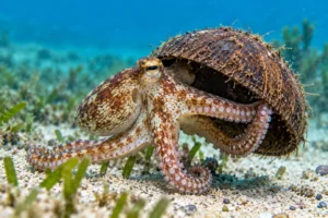 Octopus carrying a coconut shell across the ocean floor